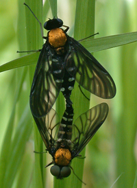 Chrysopilus thoracicus